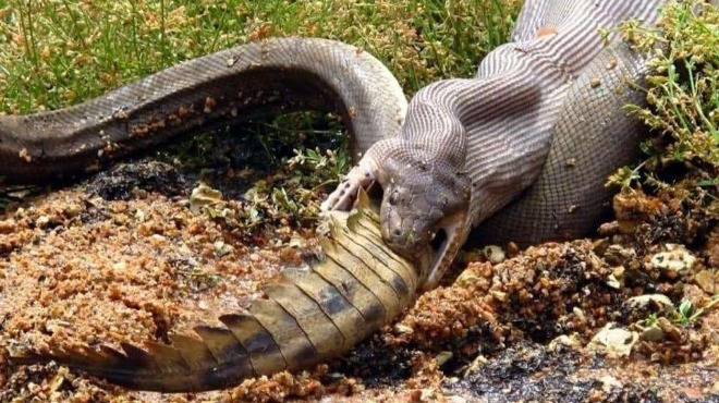 Питон погълна огромен крокодил в Австралия (Снимки)