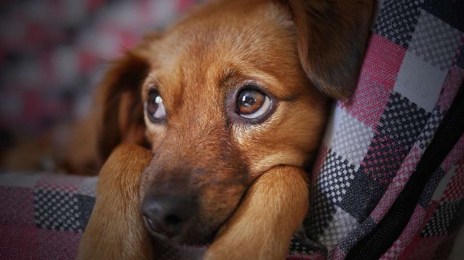 Защо кучетата удължават живота на собствениците си?